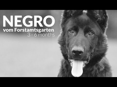 Negro vom Forstamtsgarten | 3 - 6 months