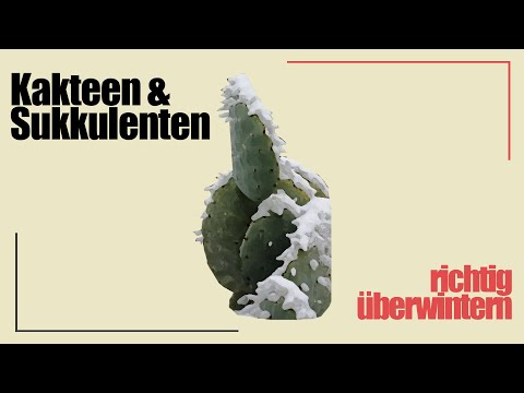 Kakteen und Sukkulenten Überwinterung - Leicht gemacht