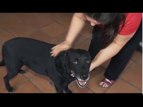 Veterinários alertam que animais não transmitem Covid-19