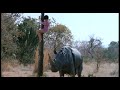 The Gods Must Be Crazy II Baby Rhino