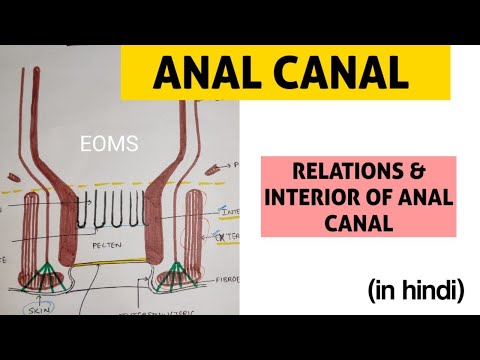 Anal Canal - 1 | Interior of Anal Canal