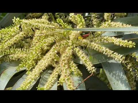 Highlights from May 2026 Scrubjay Trail Bio Blitz