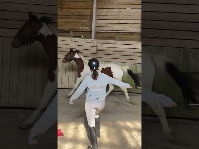 Très belle jument  2 ans SF 