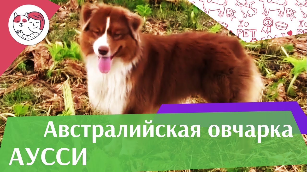 Австралийская овчарка_Аусси на ilikepet
