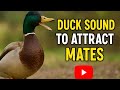 Duck Sounds To Attract Mates Real Duck Quacking Sound