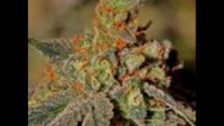 R.KELLY FT.OJ DA JUICE MAN----SUPERMAN HIGH FREESTYLE