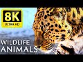 Ultimate Wild Animals Collection in 8K ULTRA HD / 8K TV -  Relaxing music and nature sounds 8K TV