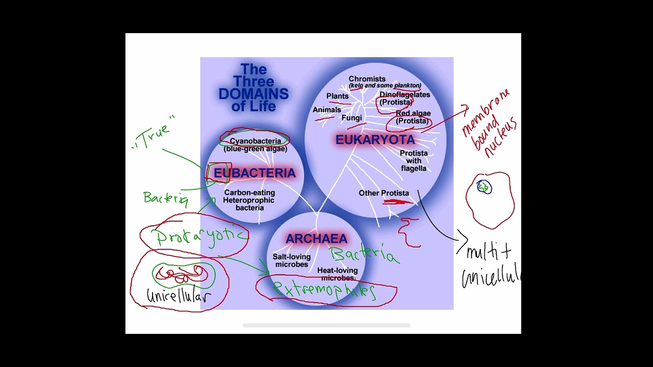 Ecology Taxonomy PPT Video