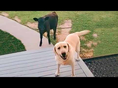 When your dog brings home a friend 🙈🤣