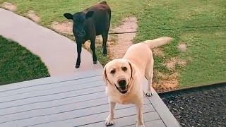 When your dog brings home a friend 🙈🤣