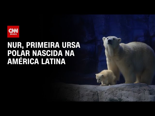Primeira ursa polar nascida na América Latina é apresentada ao público | CNN PRIME TIME