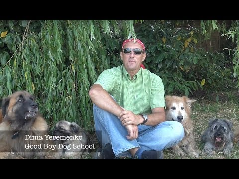 Dima's Dog Training Classes at the Good Boy Dog School