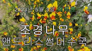 2023년5월 3일 조경수나무 앤드리스썸머수국