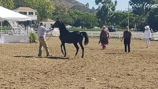 EL QUIJOTE DE DON CHUY CALIBRE 50