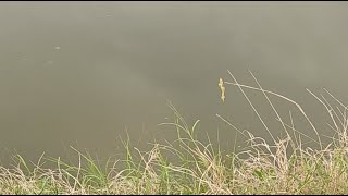 Feeding my Private Fishing Lake/Pond In Texas