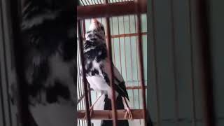 Download lagu Sangat langka burung kacer albino harga 1 milyar ini. #burung #kicaumania #burunglangka #burungunik mp3 Download lagu Sangat langka burung kacer albino harga 1 milyar ini. #burung #kicaumania #burunglangka #burungunik mp3