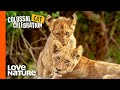 Lion Brothers: Cubs to Kings | Love Nature
