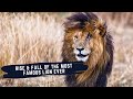 SCARFACE THE LION DOCUMENTARY - STORY OF THE MOST FAMOUS LION EVER & HIS BROTHERS - MUSKETEER MALES