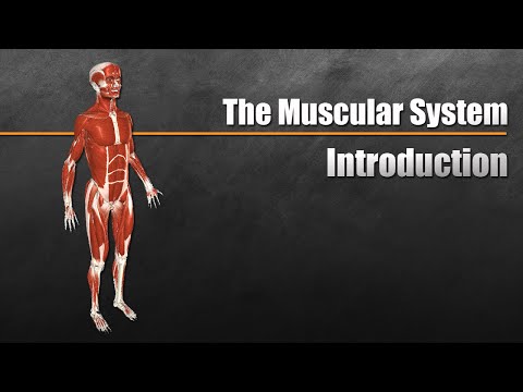 The Muscular System Explained In 6 Minutes