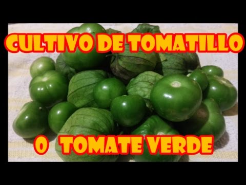 download lagu mp3 mp4 Tomate Tomatillo, download lagu Tomate Tomatillo gratis, unduh video klip Tomate Tomatillo