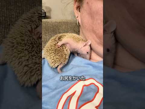 ハリネズミ