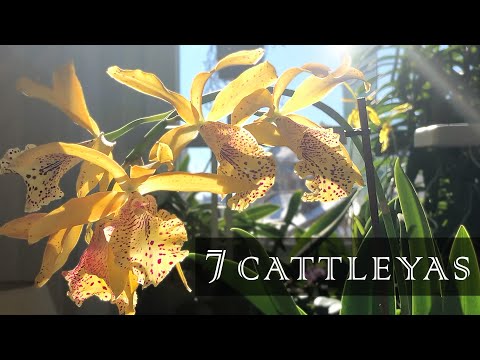 7 Special Cattleya Orchids From Purchase to Bloom