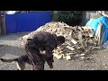 Обучение собаки поиску запаха человека , ( поиск Предмета) ч 1 -Лпх Дом Велеса - жизнь за городом Обучение собаки поиску запаха человека , ( поиск Предмета) ч 1 -Лпх Дом Велеса - жизнь за городом