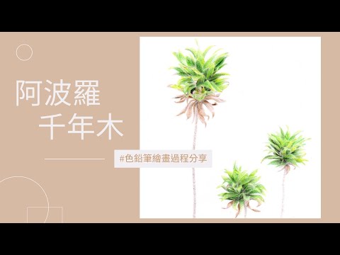 阿波羅樹