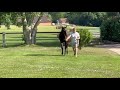 Mare English Thoroughbred For sale 2024 Bay