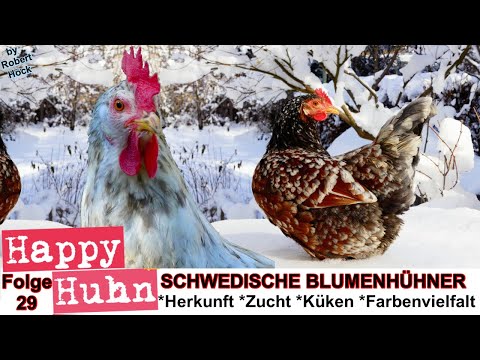 E29 Schwedische Blumenhühner im Rasseportrait - HAPPY HUHN - Skånsk blommehöna - Blumenhuhn Hühner