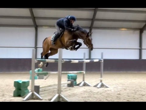 SOLD. AMAZING 5 YEAR OLD JUMPER... CAN DO THE HUNTERS AS WELL. SUPER HORSE... SUPER PRICE...