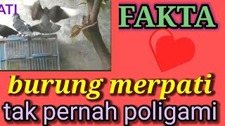 Download lagu FAKTA BURUNG MERPATI-TAK PERNAH POLIGAMI. @tamankarya.vlog_islam. mp3