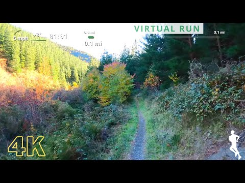 Treadmill Workout Scenery | Virtual Running Videos For Treadmill | Virtual Run Forest 40 Minutes