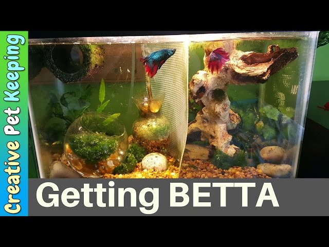 Male Betta Fish Fin Recovery | Cured Fin Rot