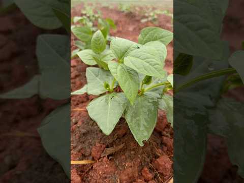 Muita chuva Francisco Sá Minas Gerais Norte #fazenda #viraliza #pecuarista #gado #farming