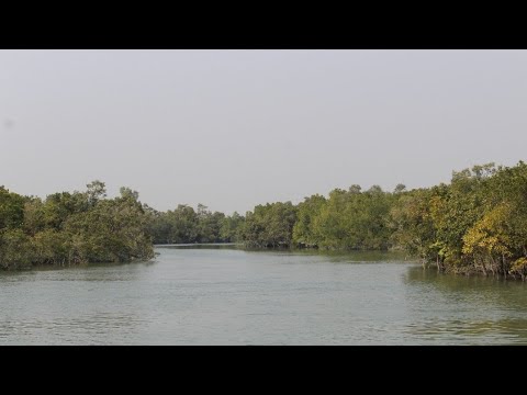 Exploring wildlife in Sunderban forest 🤩.     Organized by Tour operator-Subal Gain