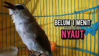 Download lagu trucukan gacor ROPEL PANJANG buat pancingan trucukan agar bunyi JADIKAN burung trucuk gacor EMOSI mp3