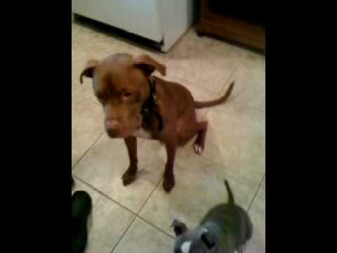 Max and Nyla demonstrating patience before going outside