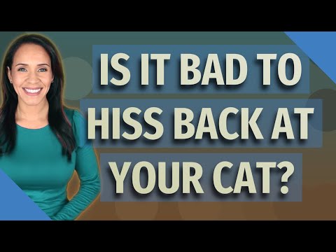 Is it bad to hiss back at your cat?