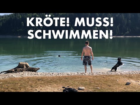 Cedric der Labrador - 217 | Kröte! Muss! Schwimmen!