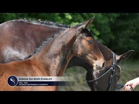 SOKHA DU BOIS D'ANLOY