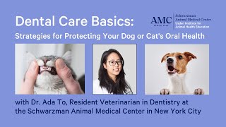 Dental Care Basics: Strategies for Protecting Your Dog or Cat