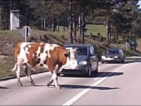 Krave i koze na putu 2/3