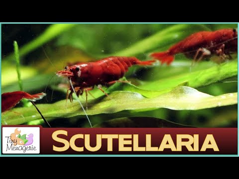Scutellaria Japonica - Neocaridina shrimp parasite and general annoyance.
