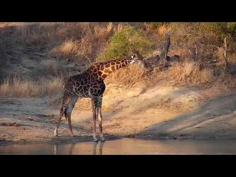 Djuma: Lone Giraffe - 17:04 - 08/11/20