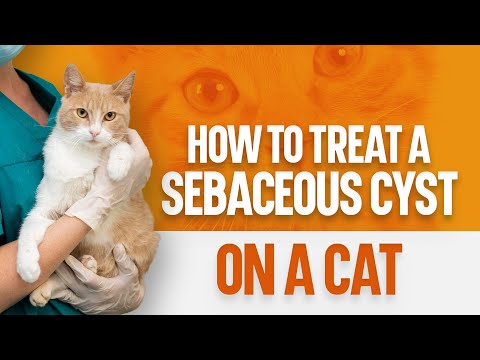 How to Treat a Sebaceous Cyst on a Cat
