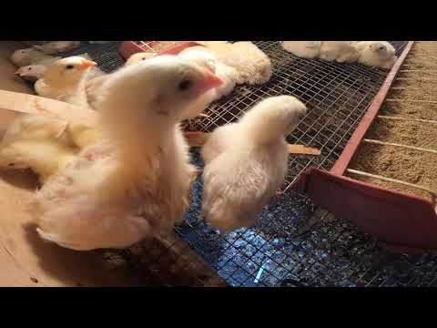 Raising Broiler Chicks - Two Weeks Old