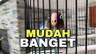 Download lagu Settingan lovebird single sebelum lomba mp3