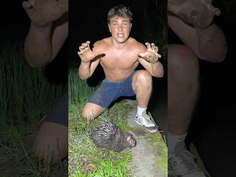 Would you Jump next to a porcupine?  #Snakes #reptiles #animals #herping #funny #herpetology