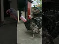 Turkey Tom Gobbles In Response To Whistling Gobbling Turkey Bird